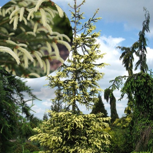 Picea abies 'Argenteospica' - Harilik kuusk 'Argenteospica' C7,5/7,5L